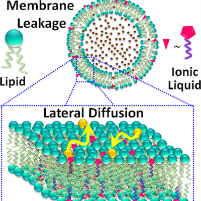 ​​​​Diagram showing the effects of ILs on lipid dynamics and lateral diffusion.​