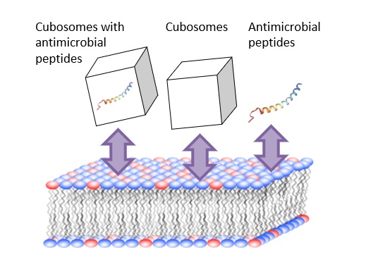 Do Kitchen Items Shed Antimicrobial Nanoparticles After Use?