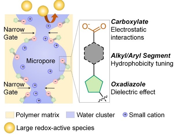 Schematic showing the architecture of hydrated micropores