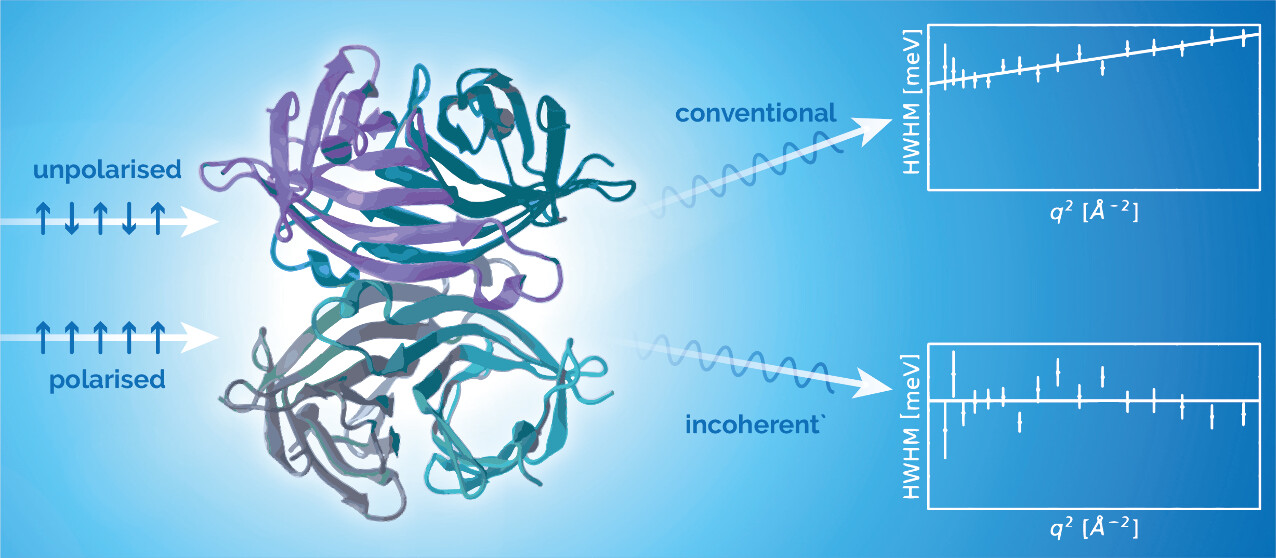 An unpolarised neutron beam travelling through a protein to produce conventional results, and a polarised leading to incoherent.