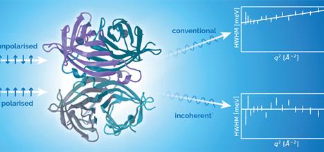 An unpolarised neutron beam travelling through a protein to produce conventional results, and a polarised leading to incoherent.