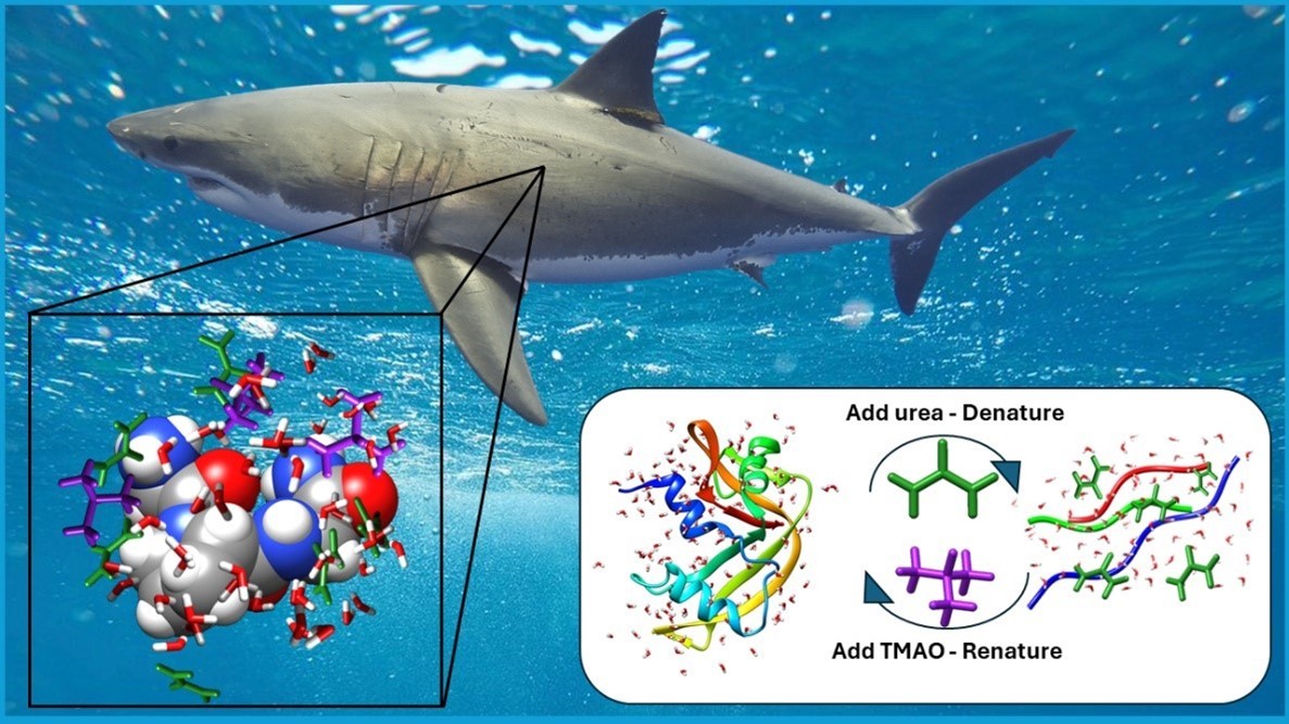 An image of a shark with a zoom showing the TMAO molecule solvated