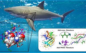 An image of a shark with a zoom showing the TMAO molecule solvated