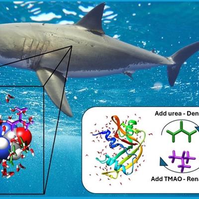 An image of a shark with a zoom showing the TMAO molecule solvated