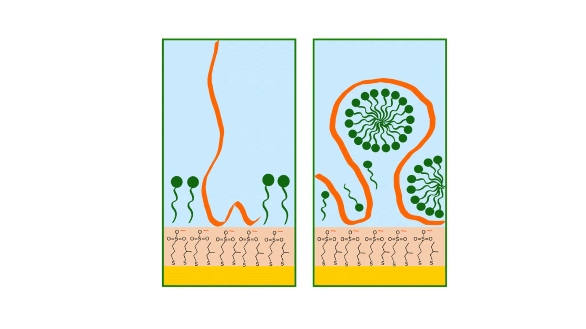 Diagram showing the thiol layer and the  micelles of SDS formed when polymeric chitosan is present