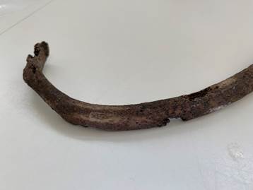 A bone with cavities