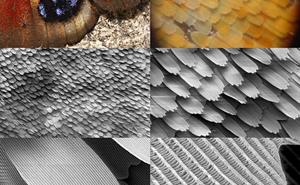 Zooming into a butterfly’s wing at different magnifications reveals the microstructures that diffract high to create the intense colouration. (Credit: Creative Commons)​​​​