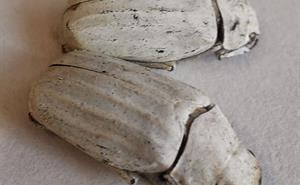 The Cyphochilus beetle has white scales that, despite being only a few thousands of a millimetre thick, are almost perfectly opaque. (Credit: Creative Commons)