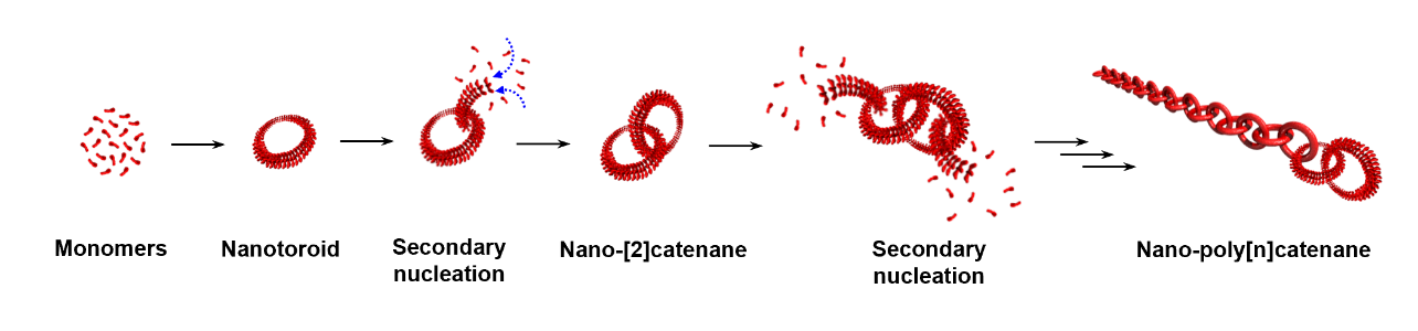 Self-assembly of a barbituric acid based molecule into nano-poly[n]catenanes.