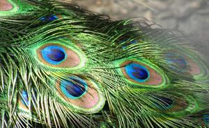 A peacock’s trademark iridescent tail feathers are created by structural coloration. (Credit: Creative Commons)
