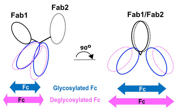 Cartoon showing the outcome of the modelling project on human IgG4 before (blue) and after (pink) the removal of the glycans. 